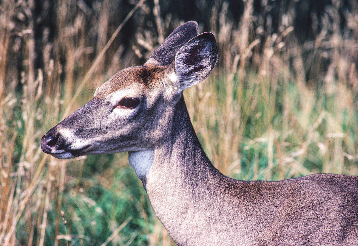 Deadline For Antlerless Deer Applications Approaching